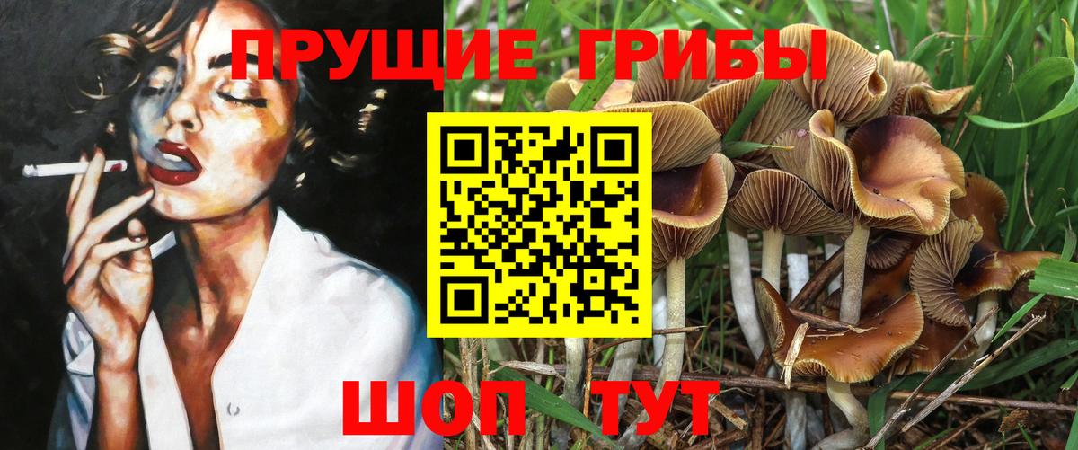 Сертолово  Псилоцибиновые грибы Psilocybine cubensis  Вход с VPN 